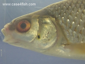 Foto Galerie/Cypriniformes/Cyprinidae/Rutilus rutilus/Rutilus rutilus_04_S.jpg